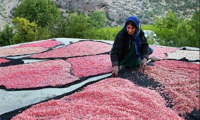 عکس/ برداشت انار در روستای دورک اناری شهرکرد