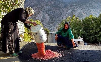 عکس/ برداشت انار در روستای دورک اناری شهرکرد