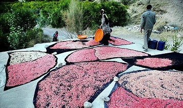 عکس/ برداشت انار در روستای دورک اناری شهرکرد