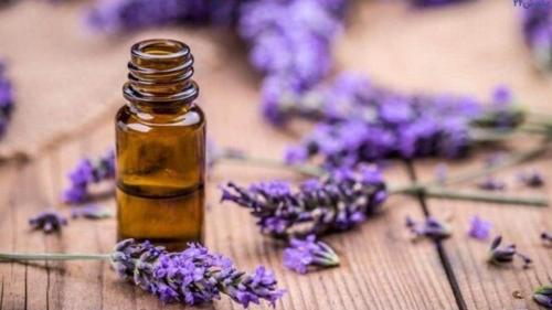 گیاهی که گنجینه‌ای از خواص درمانی است 