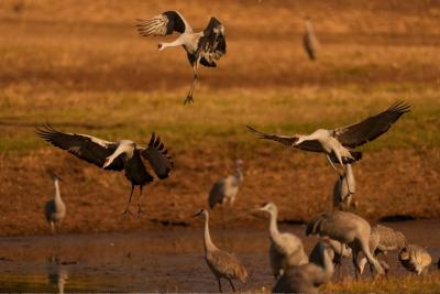 عکس های منتخب حیات وحش در یک هفته 