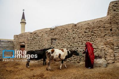 عکس / پرورش اسب ترکمن