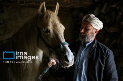 عکس / پرورش اسب ترکمن