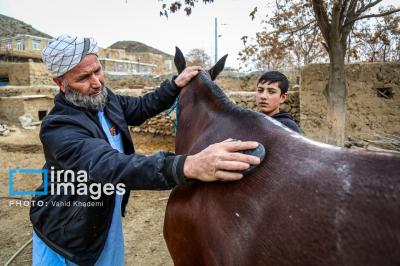 عکس / پرورش اسب ترکمن