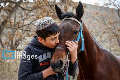 عکس / پرورش اسب ترکمن