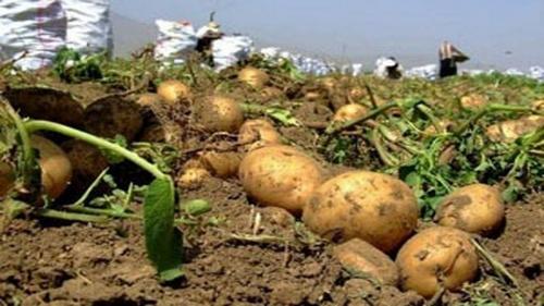 مشکل نوسان قیمت سیب زمینی در بازار 
