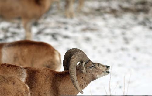 برخورد حیوانات با برف زمستانی در حوالی تهران /عکس