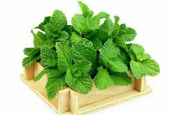 درمان اختلالات گوارشی با کدام دمنوش ؟ 