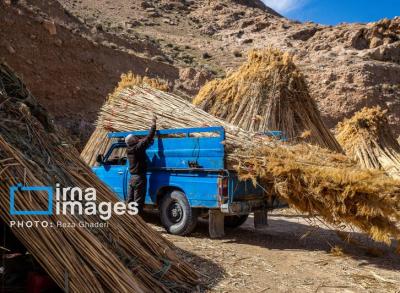 بوریابافی در زرقان فارس