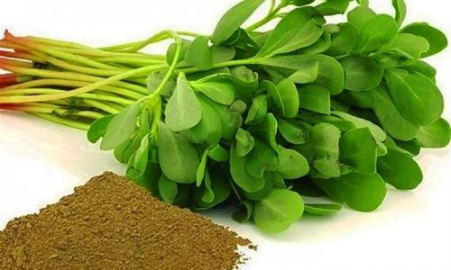 کاهش اختلال رشد کودک و اوتیسم با این گیاه+عکس