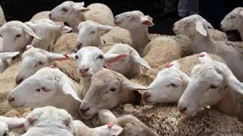  قیمت دام زنده امروز یکشنبه ۵ اسفند۱۴۰۳ 