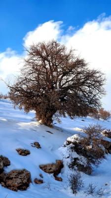 طبیعت برفی دالاهوی