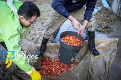 عکس تولید ماهی نماد‌ تزئینی سفره هفت سین