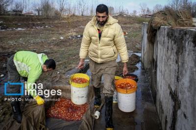 عکس تولید ماهی نماد‌ تزئینی سفره هفت سین