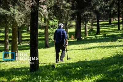 سقوط درختان کهنسال به دیواره‌های رودخانه 