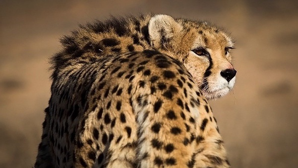 «هیوا» یوزپلنگ تورانی دوباره دیده شد 