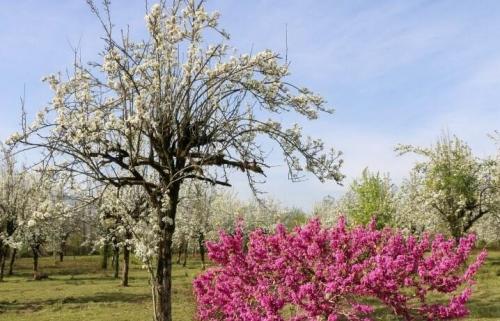 شکوفه‌های بهاری درختان گلابی /عکس