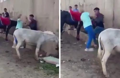 وقتی یک الاغ عامل درگیری بین‌المللی شد! 