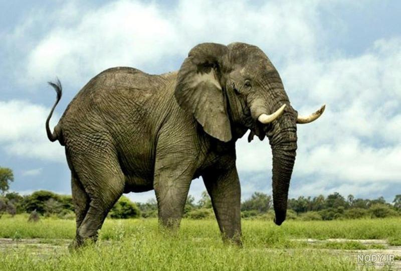 رفتار جالب فیل‌ها برای محافظت از بچه فیل‌