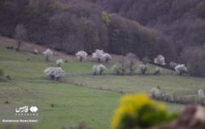 تصاویر طبیعت بهاری چالوس 