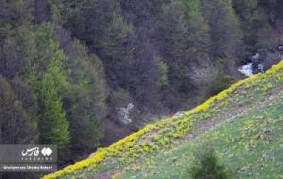 تصاویر طبیعت بهاری چالوس 