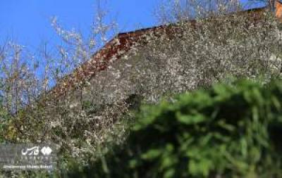 تصاویر طبیعت بهاری چالوس 