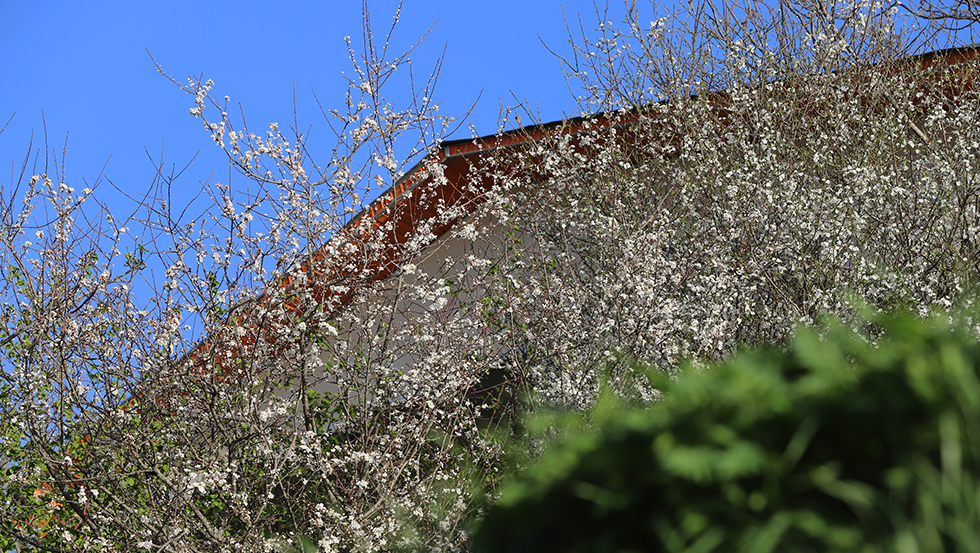 تصاویر طبیعت بهاری چالوس 