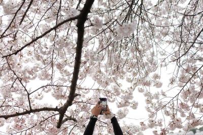 رقص شکوفه های بهاری