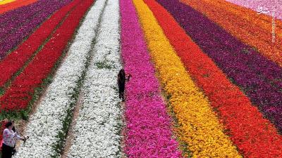 رقص شکوفه های بهاری