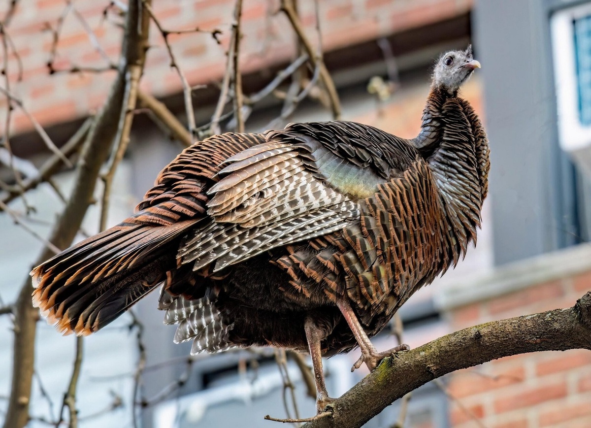 بوقلمون وحشی که از دست پلیس فراری است 