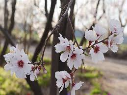 همه چیز درباره حساسیت یا آلرژی در فصل بهار + فیلم
