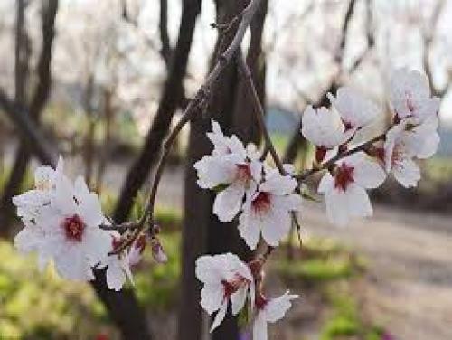 همه چیز درباره حساسیت یا آلرژی در فصل بهار + فیلم