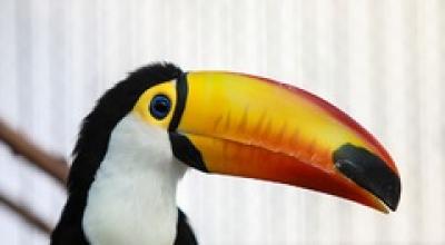 باغی برای پرندگان /عکس 