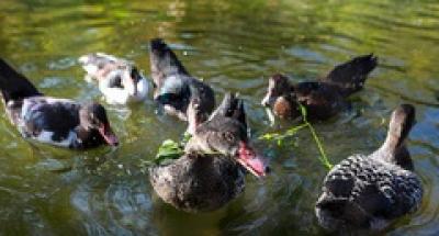 باغی برای پرندگان /عکس 