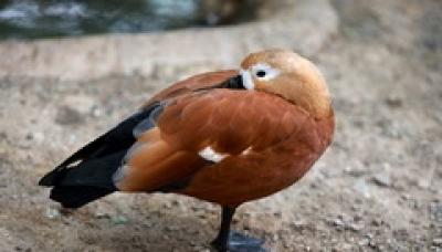 باغی برای پرندگان /عکس 