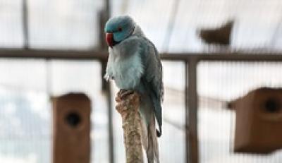 باغی برای پرندگان /عکس 
