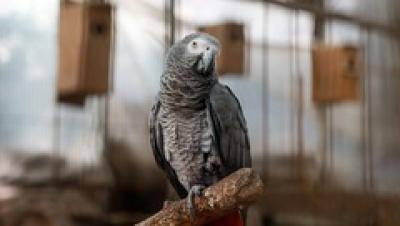 باغی برای پرندگان /عکس 