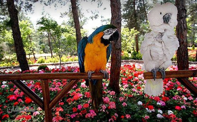 باغی برای پرندگان /عکس 