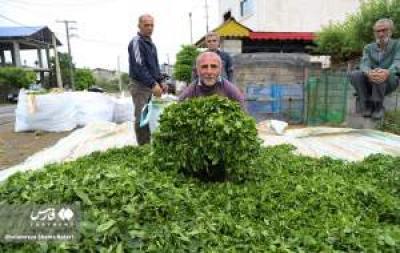 تصاویر برداشت برگ سبز چای در تنکابن 