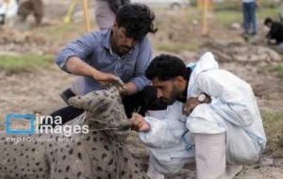 تصاویر جشنواره ملی مجسمه‌های نمکی 