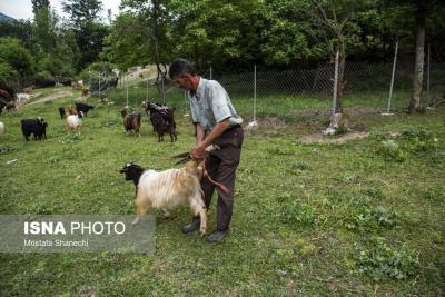  پشم‌چینی گوسفندان و تشک‌دوزی درسوادکوه