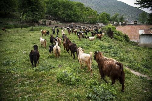  پشم‌چینی گوسفندان و تشک‌دوزی درسوادکوه
