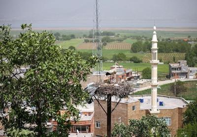  همزیستی لک‌لک‌ها و انسان در مریوان /عکس