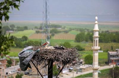  همزیستی لک‌لک‌ها و انسان در مریوان /عکس