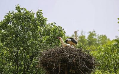  همزیستی لک‌لک‌ها و انسان در مریوان /عکس