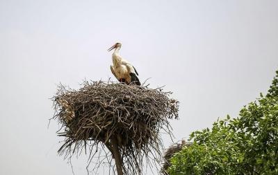  همزیستی لک‌لک‌ها و انسان در مریوان /عکس
