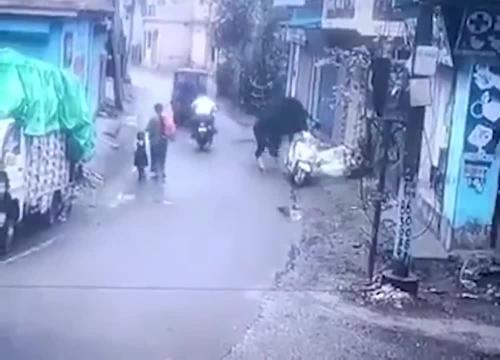 سرقت موتورسیکلت توسط یک گاو! 
