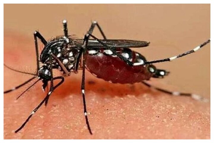 آخرین گزارش از موارد ابتلا به تب دنگی در کشور