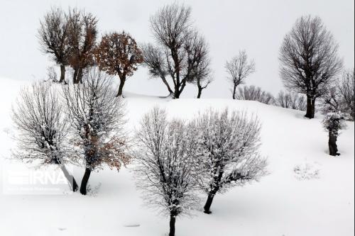 طبیعت برفی جنگل‌های مازندران/ عکس 