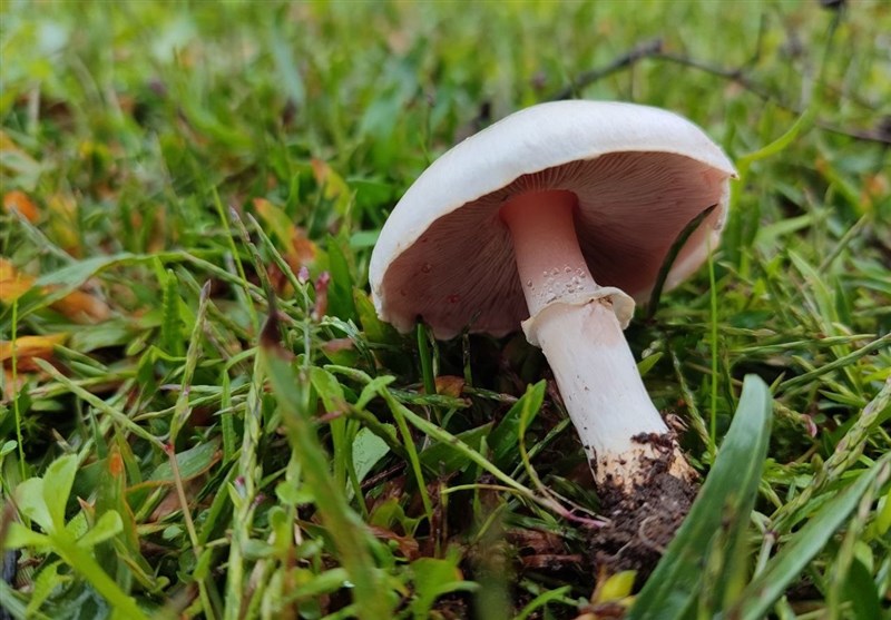 فوتی و مسمومیت بر اثر مصرف قارچ‌های سمی 